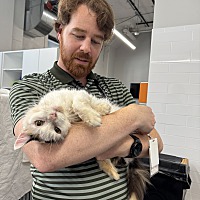 adopt a pet