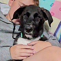 adopt a pet