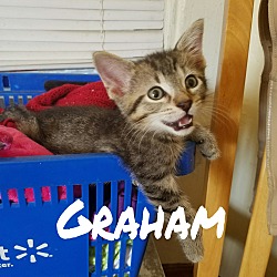 Thumbnail photo of Graham #1