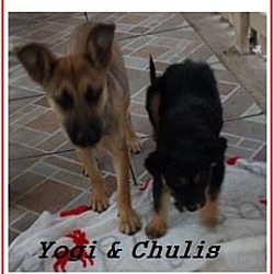 Thumbnail photo of Chulis (in adoption process) #4