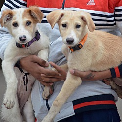 Thumbnail photo of Tara- Indian Pariah pup #4