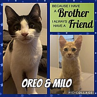 Photo of Milo and Oreo