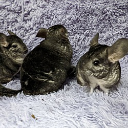 Thumbnail photo of Rose & Sophia & Blanche #2