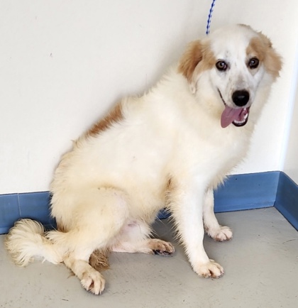 New Iberia, LA - American Eskimo Dog. Meet Boudreaux a Pet for Adoption ...