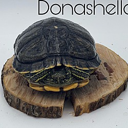 Photo of Donashello