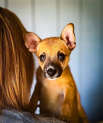 Portland, OR - Chihuahua. Meet Nikki a Pet for Adoption - AdoptaPet.com