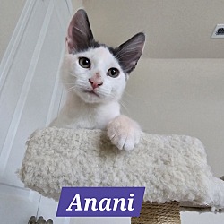 Thumbnail photo of Anani #1