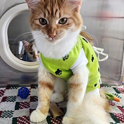 Thumbnail photo of Prada (petsmart) #1