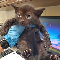 adopt a pet