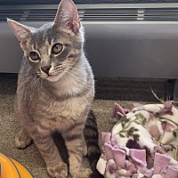 adopt a pet