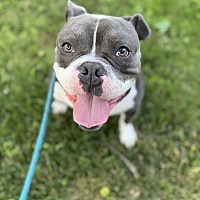 adopt a pet