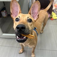 adopt a pet