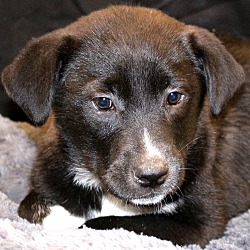 Thumbnail photo of Dottie~adopted! #1