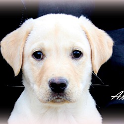 Thumbnail photo of Abby~adopted! #1
