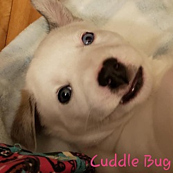 Thumbnail photo of Cuddle Bug #2