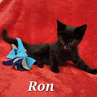 Photo of Ron