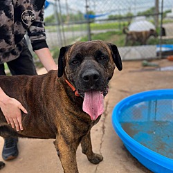 Photo of Hank