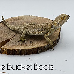 Photo of Little Bucket Boots