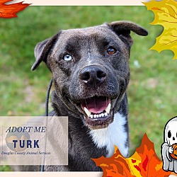 Thumbnail photo of Turk #2