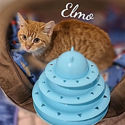 Thumbnail photo of Elmo #1