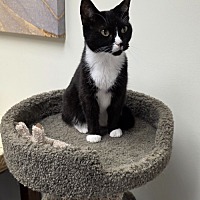 adopt a pet