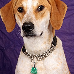 Photo of Handsome James Hound Dog