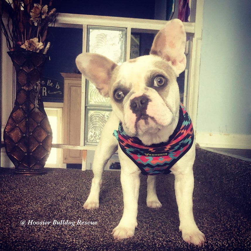 Indianapolis In French Bulldog Meet Hermione A Pet For Adoption