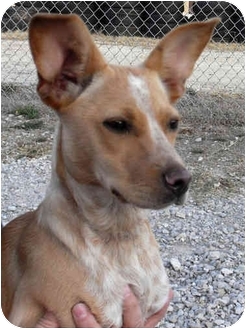 chihuahua cattle dog mix