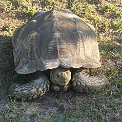 Christmas, FL - Tortoise. Meet Sulcata Tortoises-2 a Pet for Adoption ...