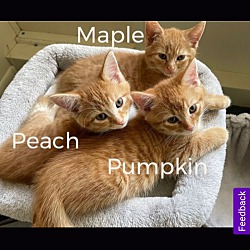Thumbnail photo of Pumpkin #2
