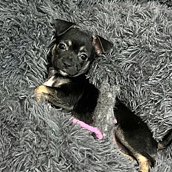 Windsor, Ct - Chihuahua Pug. Meet Pebbles A Pet For Adoption 