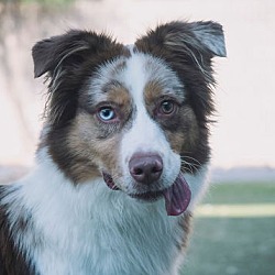 Thumbnail photo of GOOSEBERRY Mini Aussie #2