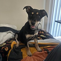 adopt a pet