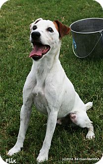 Patterson, CA - Jack Russell Terrier. Meet Flix a Pet for Adoption.