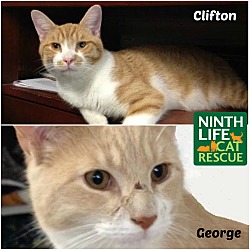 Thumbnail photo of George & Clifton #3