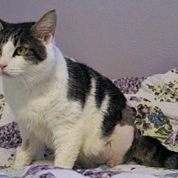 Thumbnail photo of PEGGY- 3 LEGS/ Spayed• #2
