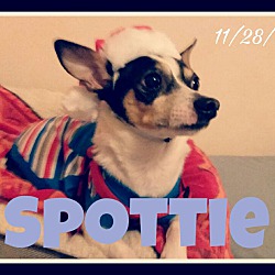 Photo of Spottie