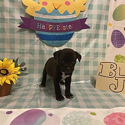 mama zoey and puppies rescue