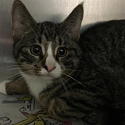 Kent County Animal Shelter in Grand Rapids, Michigan