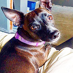 my way home dog rescue