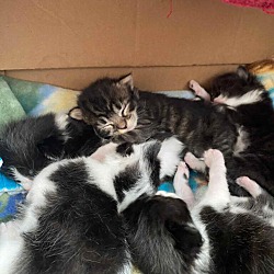 Photo of Tuxedo kittens