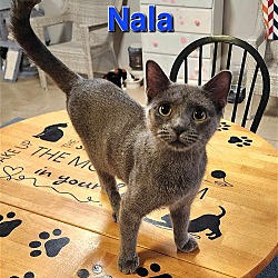 Thumbnail photo of Nala #1