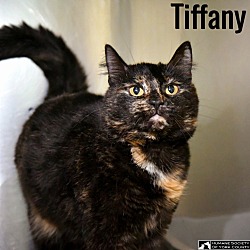 Thumbnail photo of Tiffany #3