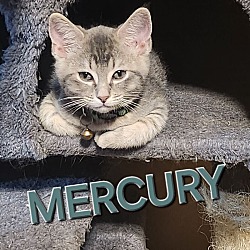 Thumbnail photo of Mercury - Space litter #3
