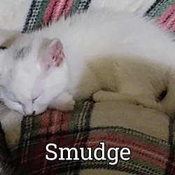 Thumbnail photo of Smudge #1