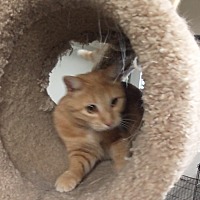 adopt a pet