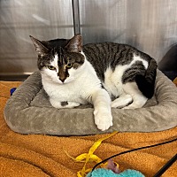 adopt a pet