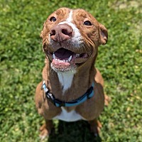 adopt a pet
