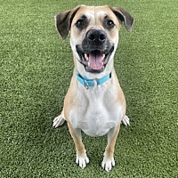 adopt a pet