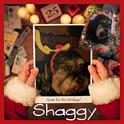 Thumbnail photo of Shaggy #1